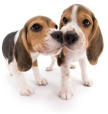 Perritos