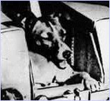 La perra de Laika