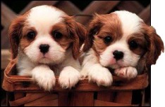 Un par de perros asquerosos