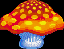 Seta